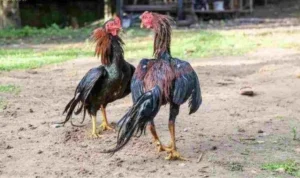 Đá Gà WS168 tại BuBet