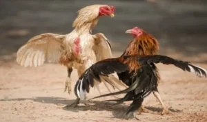Đá Gà Sabong tại BuBet